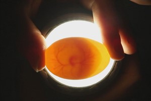 鴿子怎樣鑒別公母？