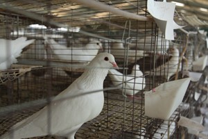 肉鴿日糧怎么搭配,？
