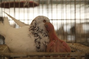 肉鴿日糧怎么搭配,？
