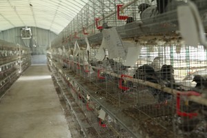 肉鴿養(yǎng)殖效益如何？