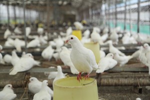 肉鴿產(chǎn)品初加工的前期都要準(zhǔn)備啥,？