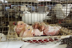 肉鴿哺乳期要怎樣飼養(yǎng)管理,？
