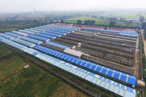 科學規(guī)劃建設(shè)標準化鴿場的基本要求有哪些？