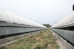 科學規(guī)劃建設(shè)標準化鴿場的基本要求有哪些？