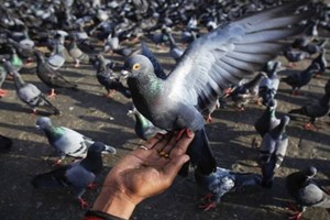 養(yǎng)殖肉鴿的過程中如何正確捕捉和抓握鴿子,？