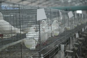 養(yǎng)殖肉鴿的過程中如何正確捕捉和抓握鴿子,？