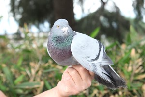 小月齡的青年鴿怎樣分公母,？
