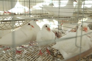 小月齡的青年鴿怎樣分公母？