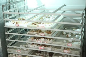 乳鴿生長發(fā)育有哪些特點？