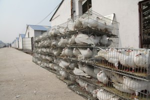 肉鴿養(yǎng)殖場普遍存在的發(fā)展問題有哪些,？