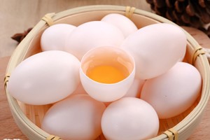 肉鴿產(chǎn)蛋異常該怎么辦,？