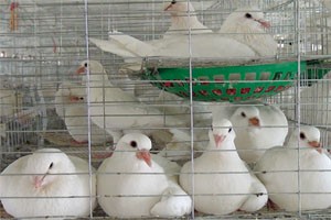 肉鴿養(yǎng)殖收益如何,？