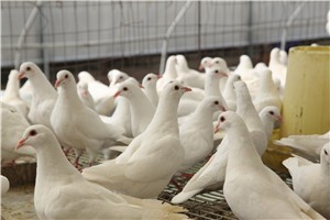 養(yǎng)鴿子一定要知道的消毒方法有哪些？