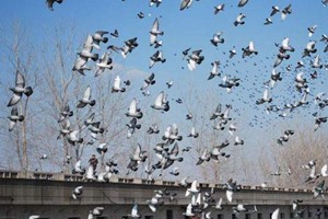 信鴿和肉鴿的區(qū)別有哪些？