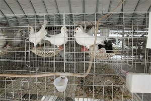 信鴿和肉鴿的區(qū)別有哪些？