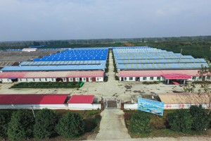 養(yǎng)鴿場要怎樣建比較好,？
