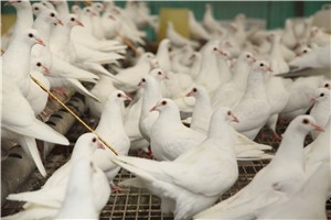 養(yǎng)什么鴿子賺錢