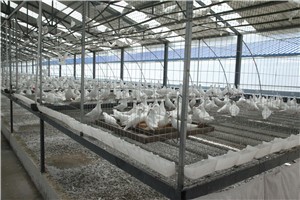 影響肉鴿養(yǎng)殖效益因素究竟有哪些,？