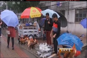 影響肉鴿養(yǎng)殖效益因素究竟有哪些,？