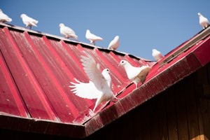 萬萬沒想到！養(yǎng)鴿子還能用這樣的“神器”,？