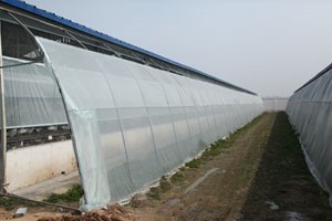 “0”基礎(chǔ),，新手養(yǎng)鴿必學(xué)小知識(shí),？