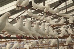 肉鴿哪個(gè)品種好？